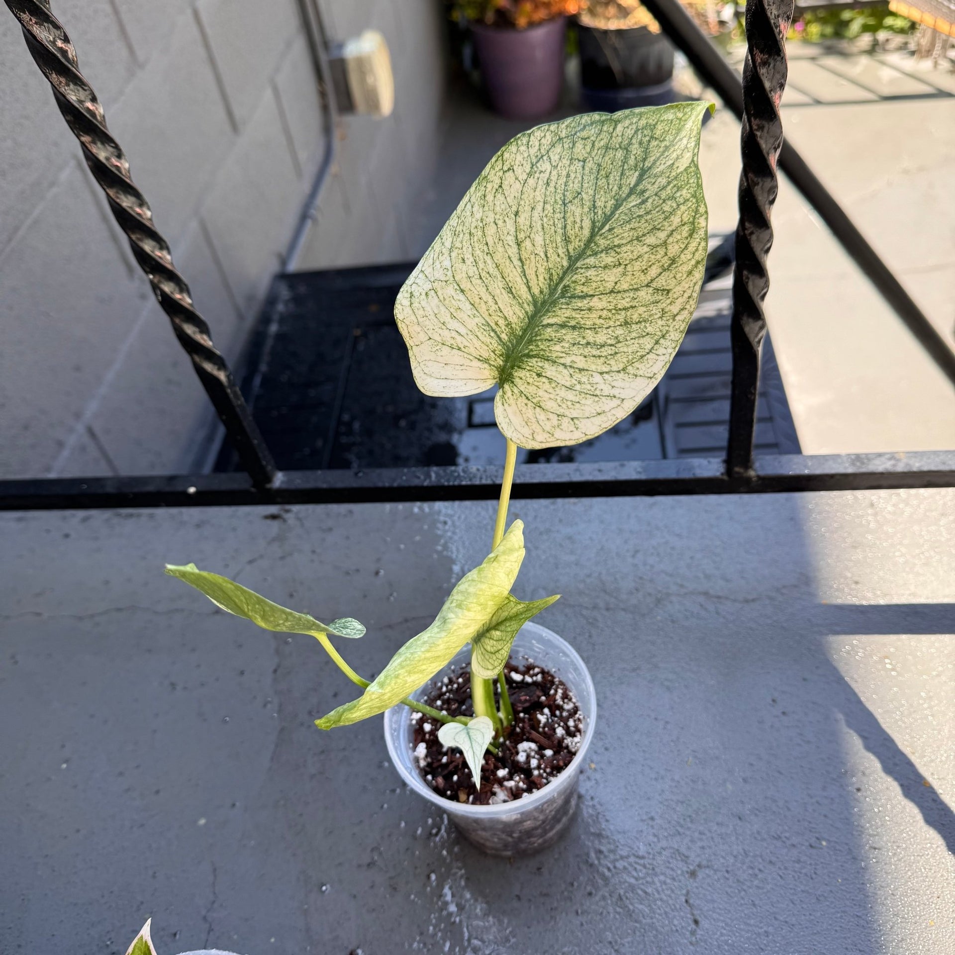 Variegated Monstera Deliciosa collector plant – Monstera deliciosa rare houseplant – Foliages.in