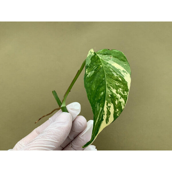 Monstera Epipremnum Pinnatum Variegated
Albo node cuttings