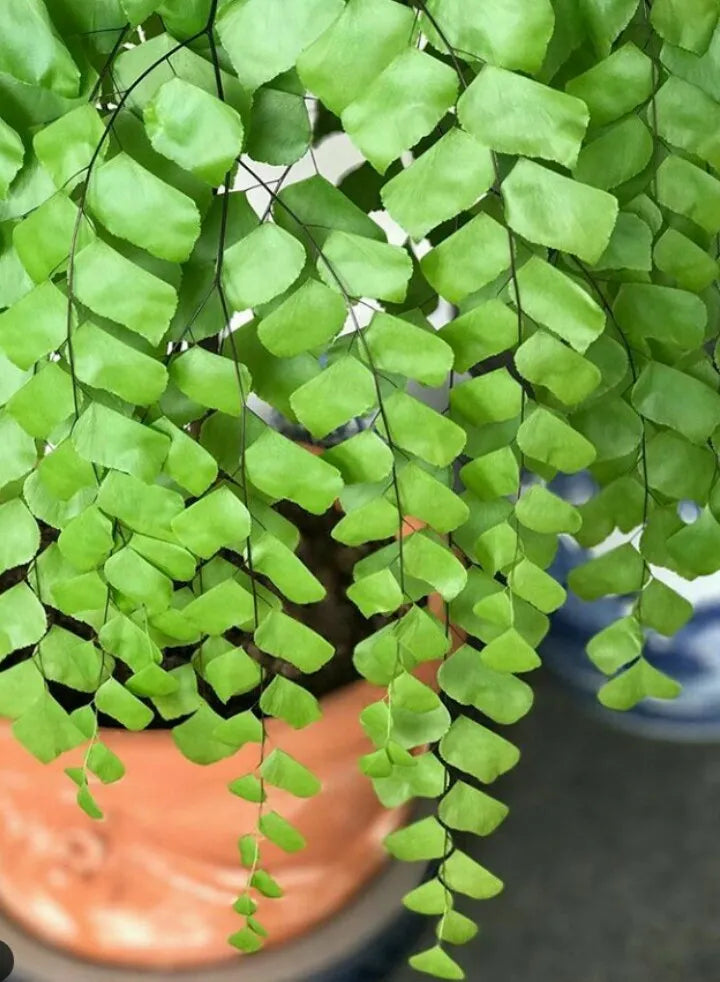 Maidenhair Fern – delicate fronds of Maidenhair Fern – Foliages India