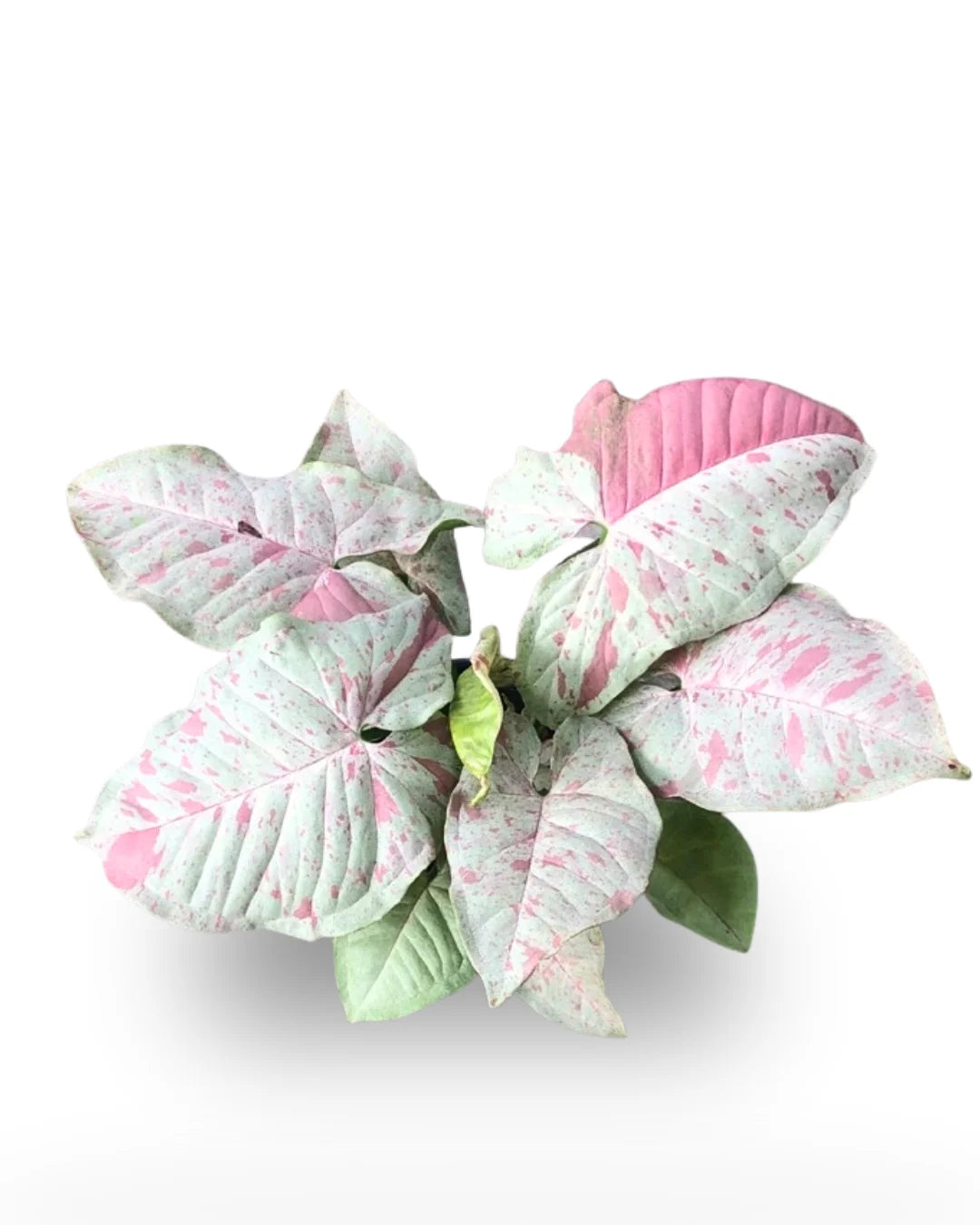 Syngonium Milk Confetti speckled foliage – collector houseplant – Foliages India