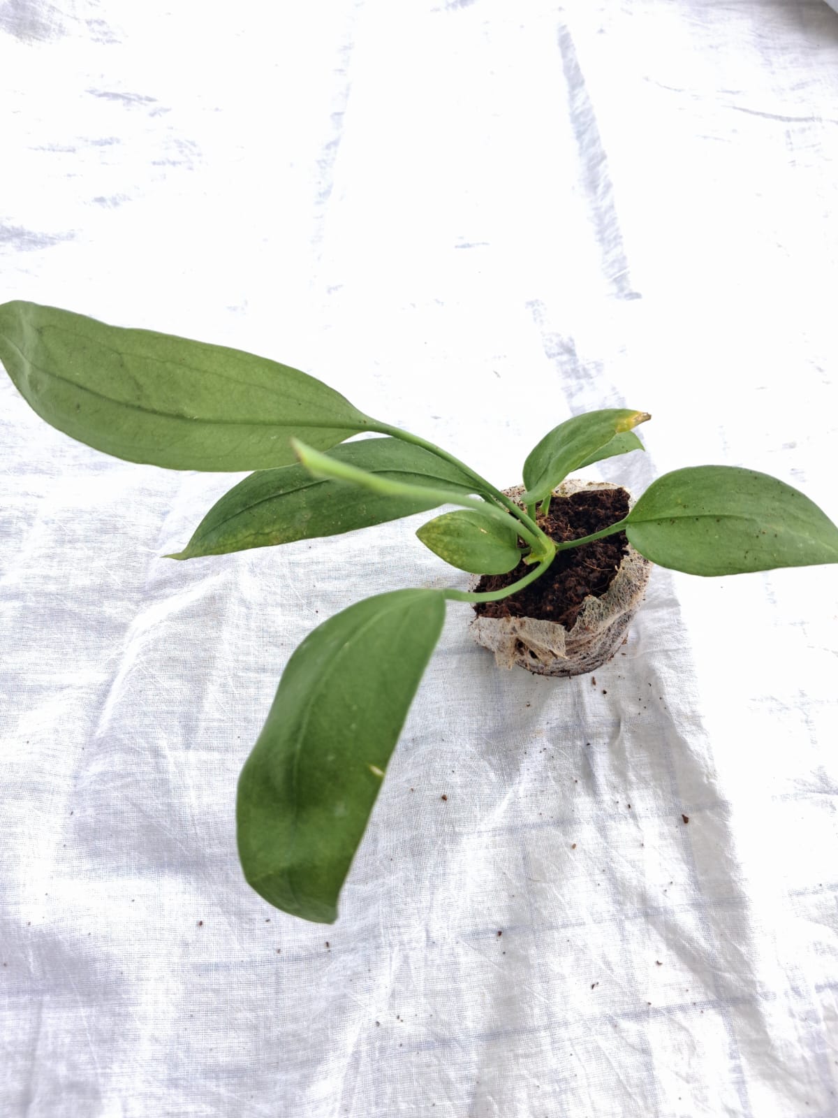 Anthurium Vittarifolium close up leaf detail – healthy nursery plant – Foliages.in