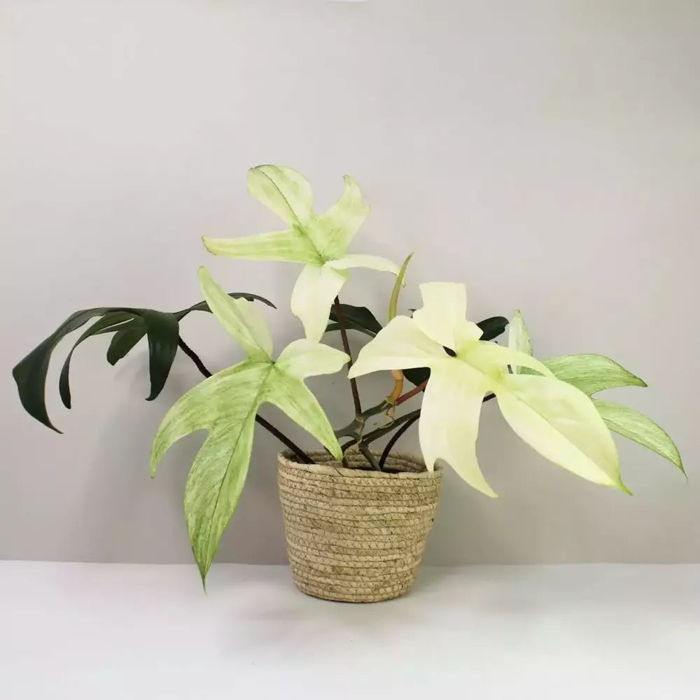 Philodendron Florida Ghost Mint – Ghostly mint variegated Philodendron foliage – Jiffy Sized