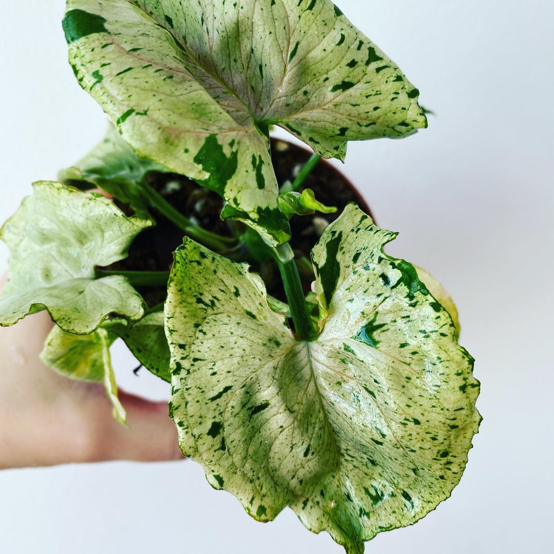 Syngonium Pink Venom vibrant foliage – colorful indoor houseplant – Foliages.in