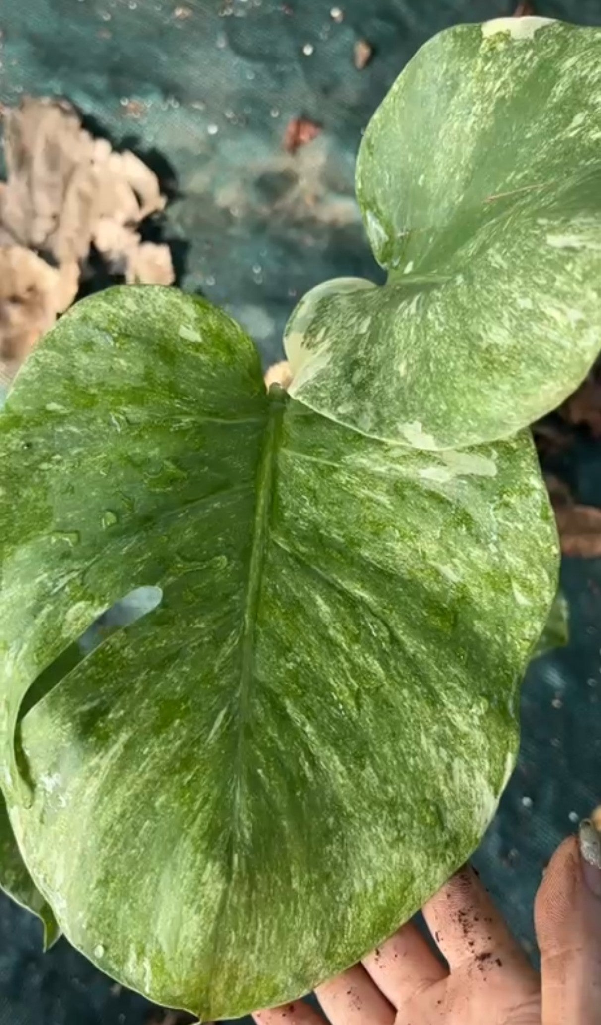 Monstera deliciosa platinum Variegated – Rare Collector's Plant - Aloevera Greens