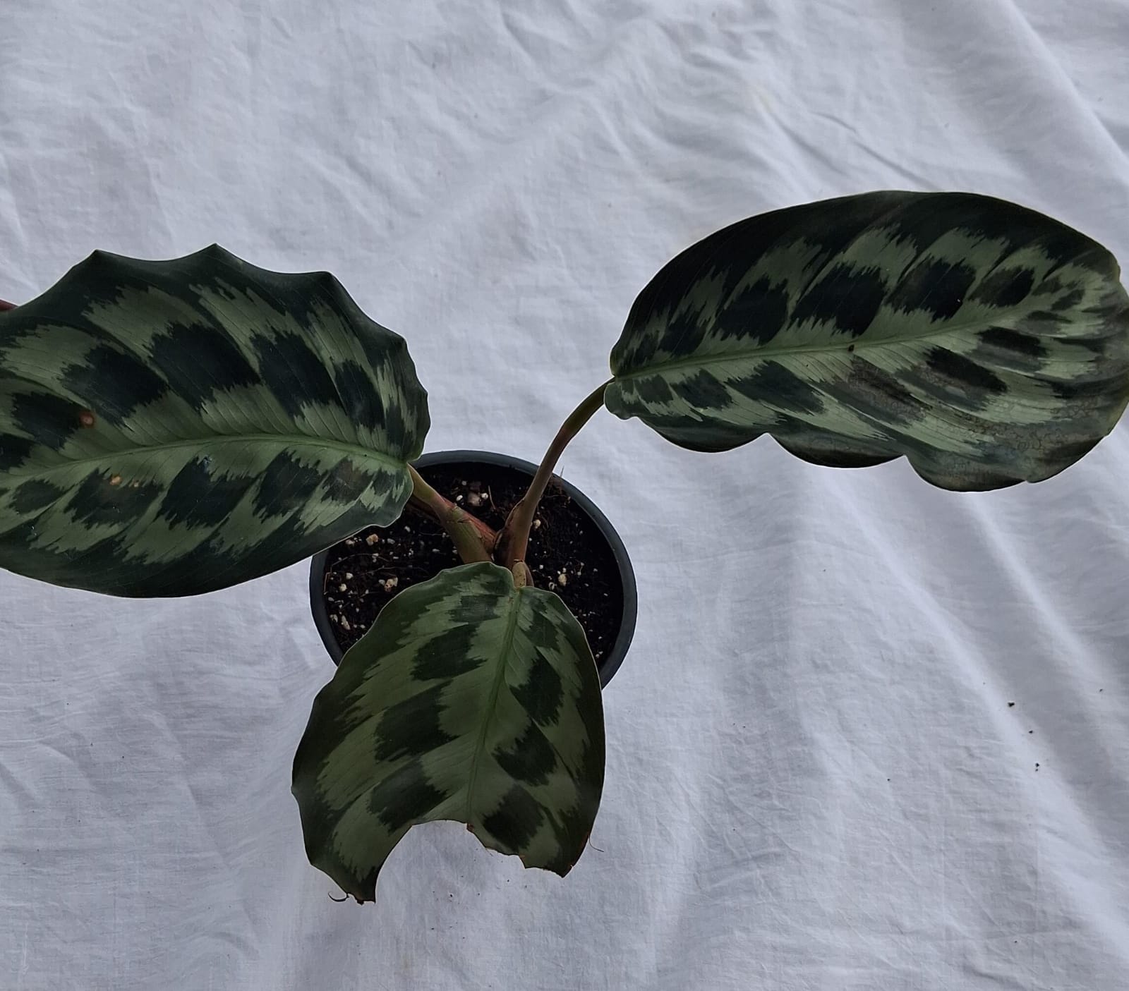 Calathea Helen Kennedy close up leaf detail – healthy nursery plant – Foliages.in