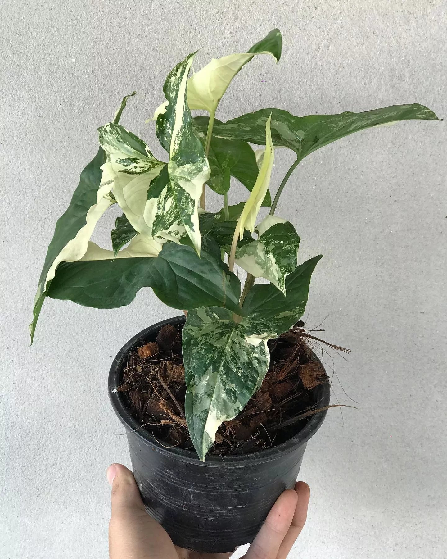 Syngonium Albo variegated- White Live Plant - Potted- Aloevera Greens