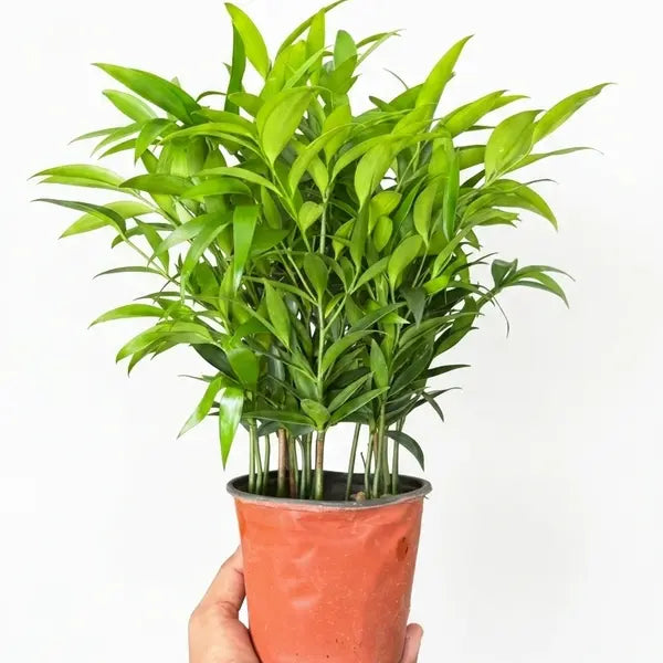 Asian Bayberry close up leaf detail – healthy nursery plant – Foliages.in
