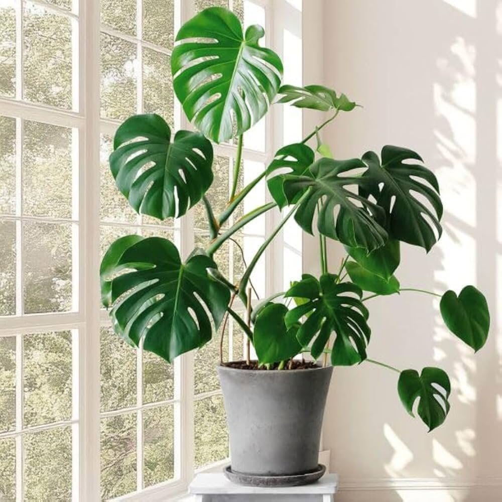 Monstera Deliciosa – lush tropical foliage with iconic split leaves – Foliages India