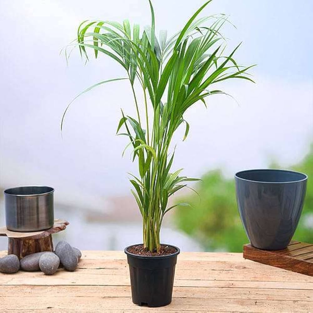 Variegated Areca Palm collector plant – Dypsis lutescens rare houseplant – Foliages.in