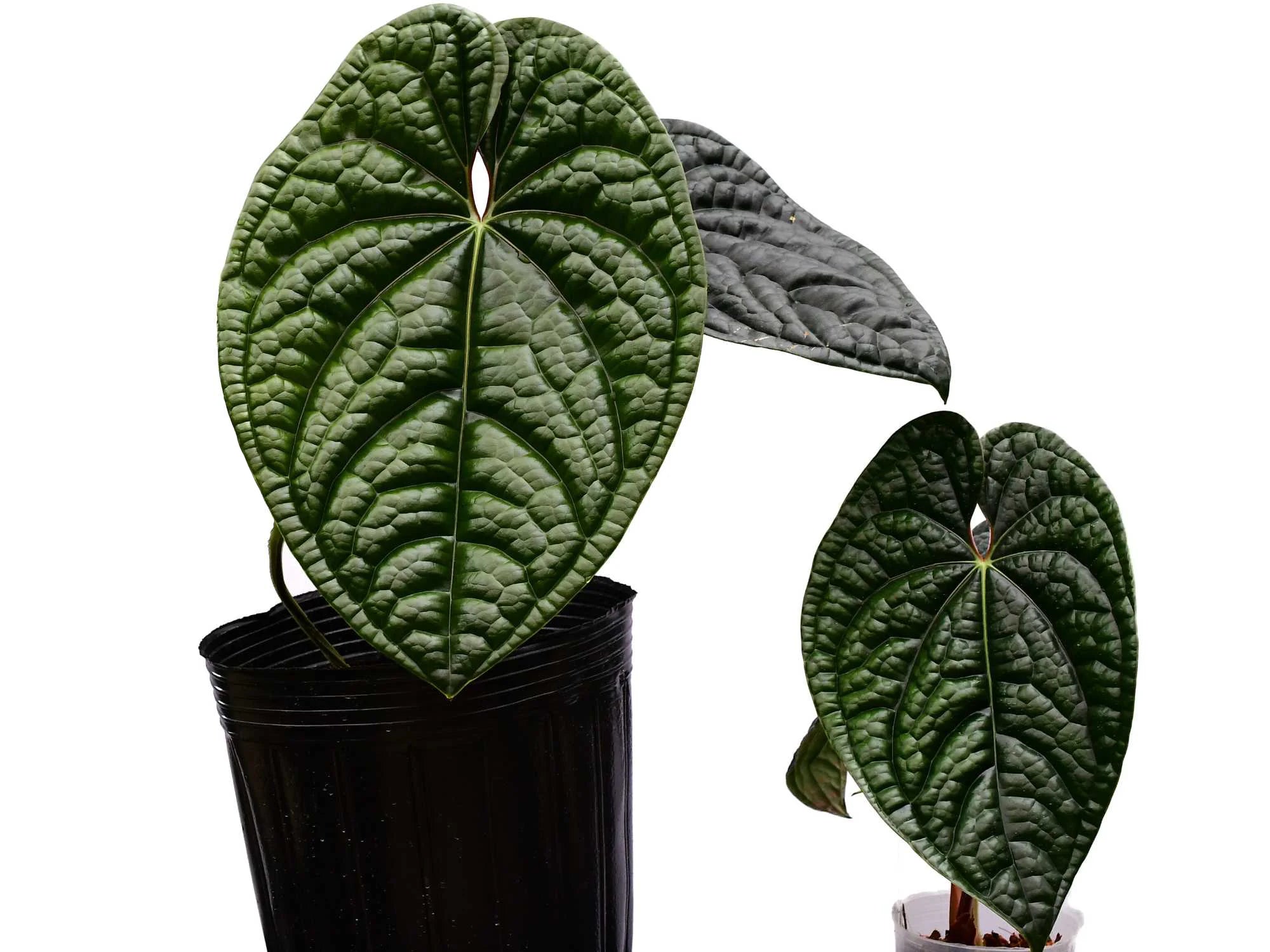 Anthurium Luxurians - Pure form- Aloevera Greens