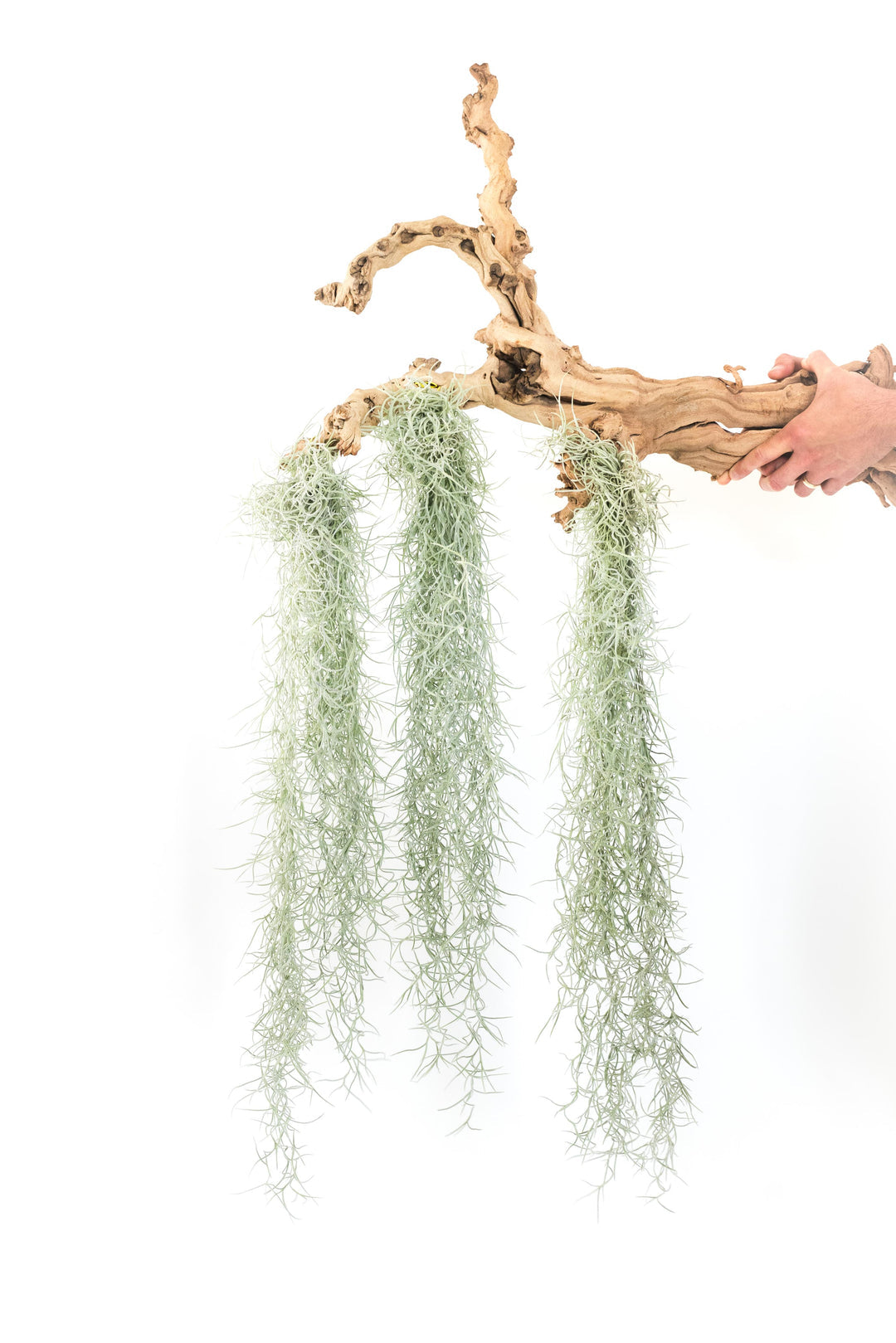 Spanish Moss Air Plant – Tillandsia usneoides – Natural Hanging Décor – 6-inch Nursery Pot – Foliages India