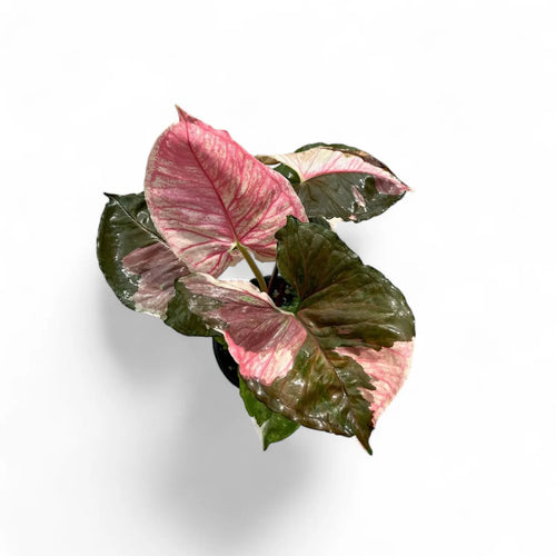 Syngonium Aurea yellow variegated leaf pattern – live arrowhead vine – Foliages India