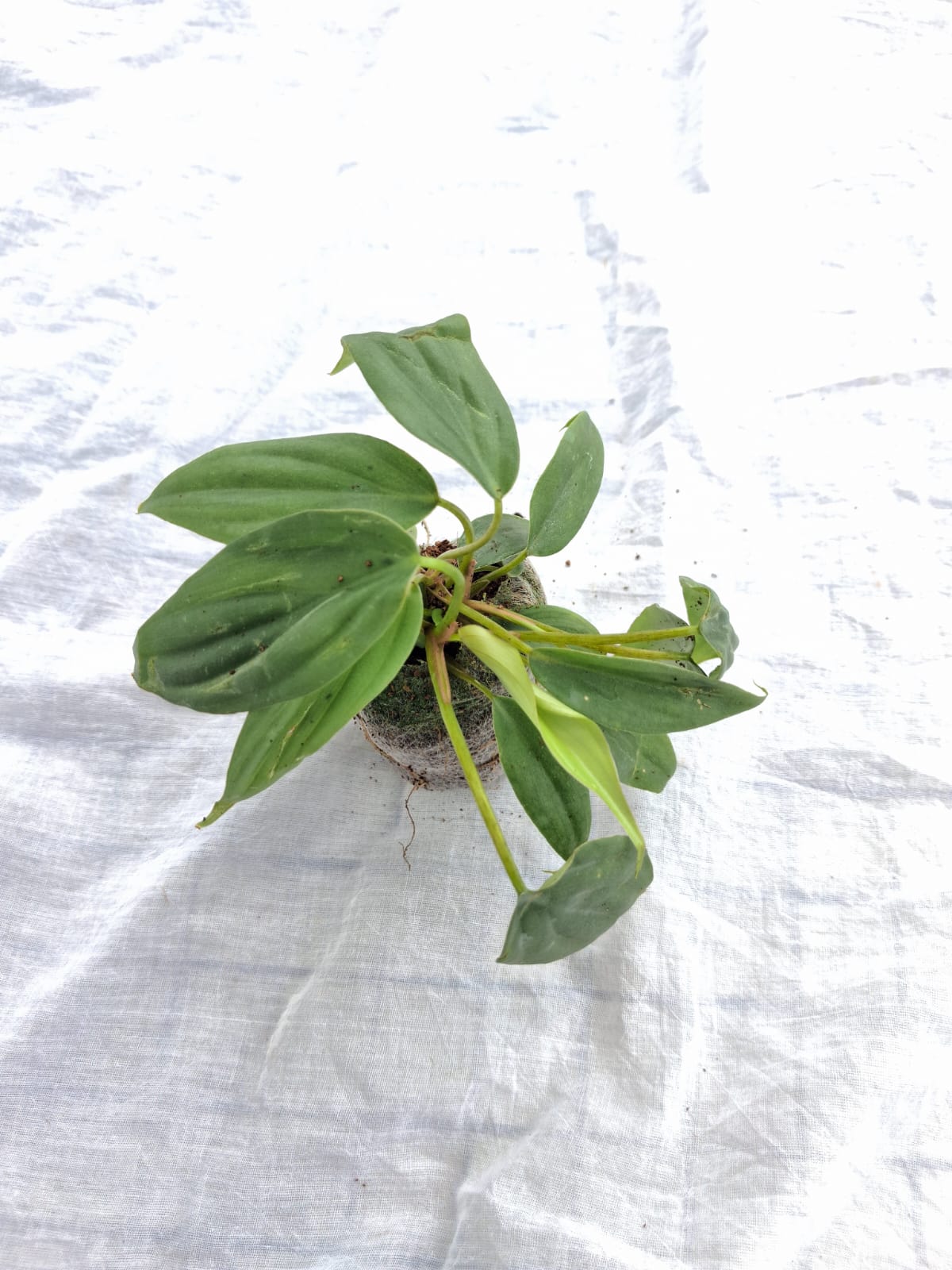 Philodendron Columbia close up leaf detail – healthy nursery plant – Foliages.in