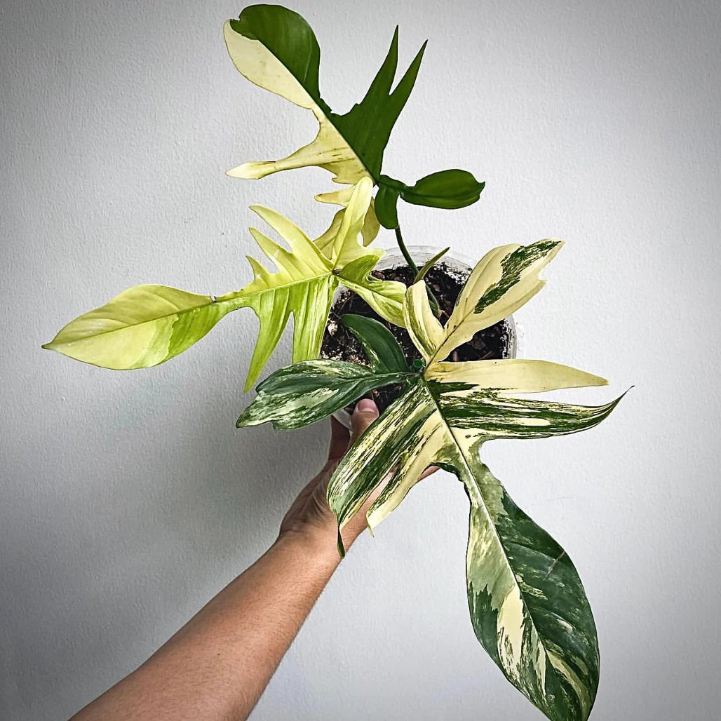 Philodendron Florida Beauty – variegated foliage houseplant – rare indoor collector plant – Foliages India