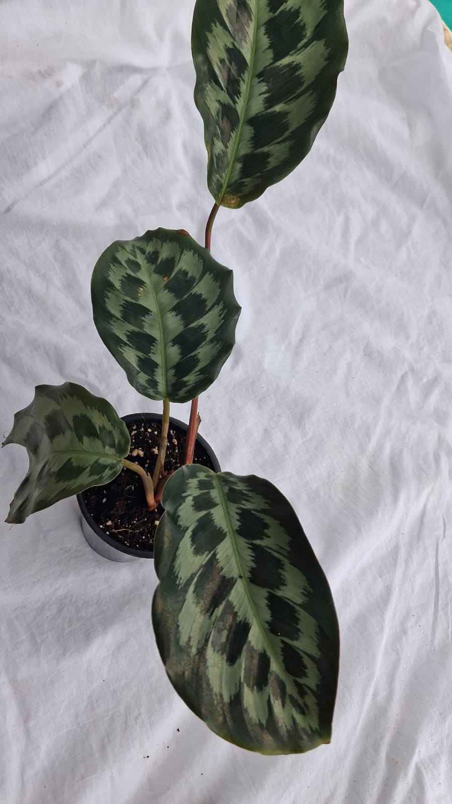 Calathea Helen Kennedy close up leaf detail – healthy nursery plant – Foliages.in