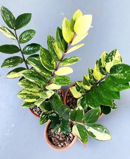 Variegated ZZ Plant – Zamioculcas zamiifolia Variegata – yellow marbled foliage – rare live houseplant – Foliages India