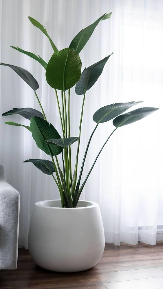 Bird of Paradise – vibrant orange bird of paradise flowers and lush green foliage – Foliages India
