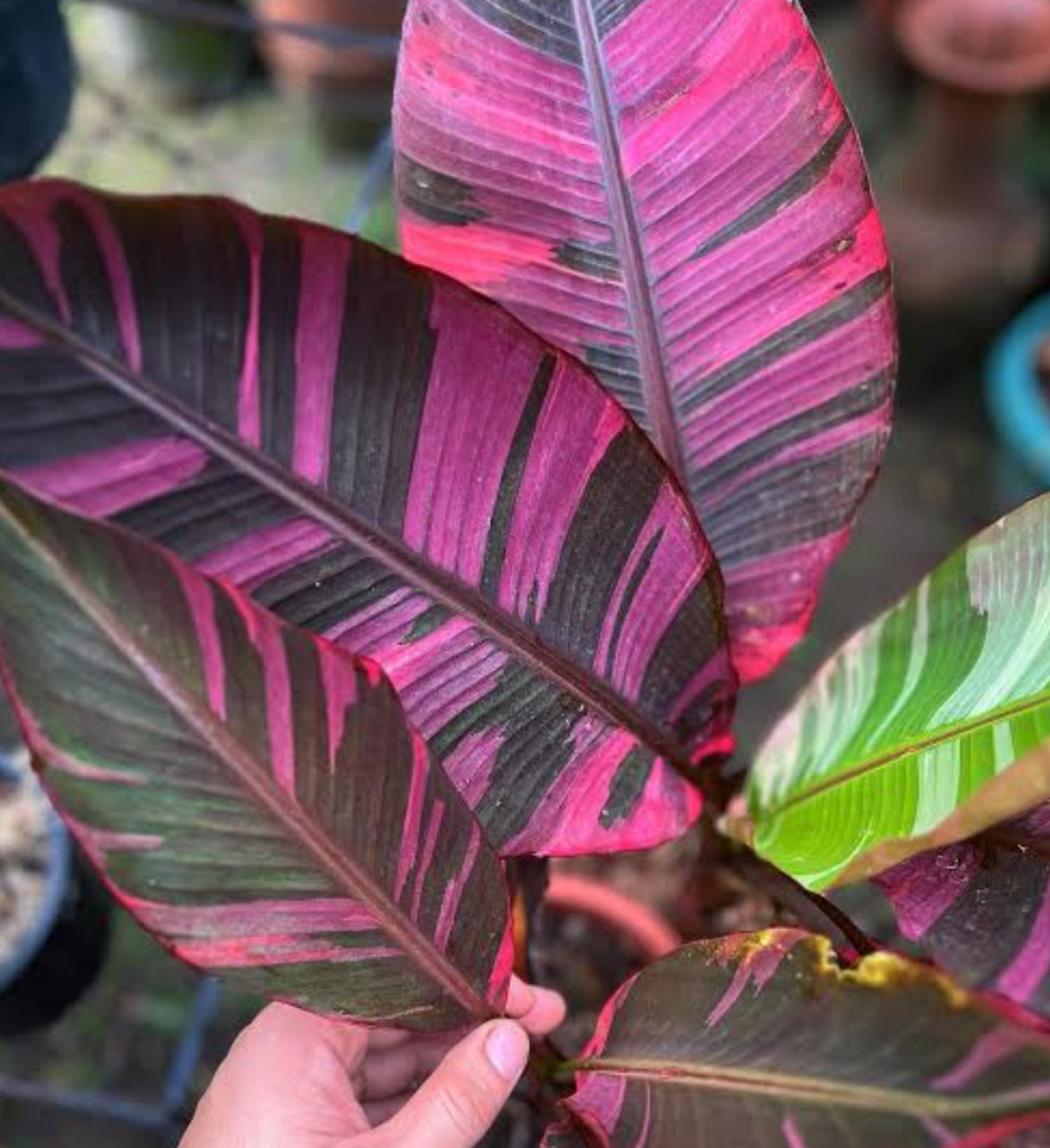 Musa Nono Pink Banana foliage – rare pink and cream chimeric variegation – tropical houseplant – buy online India