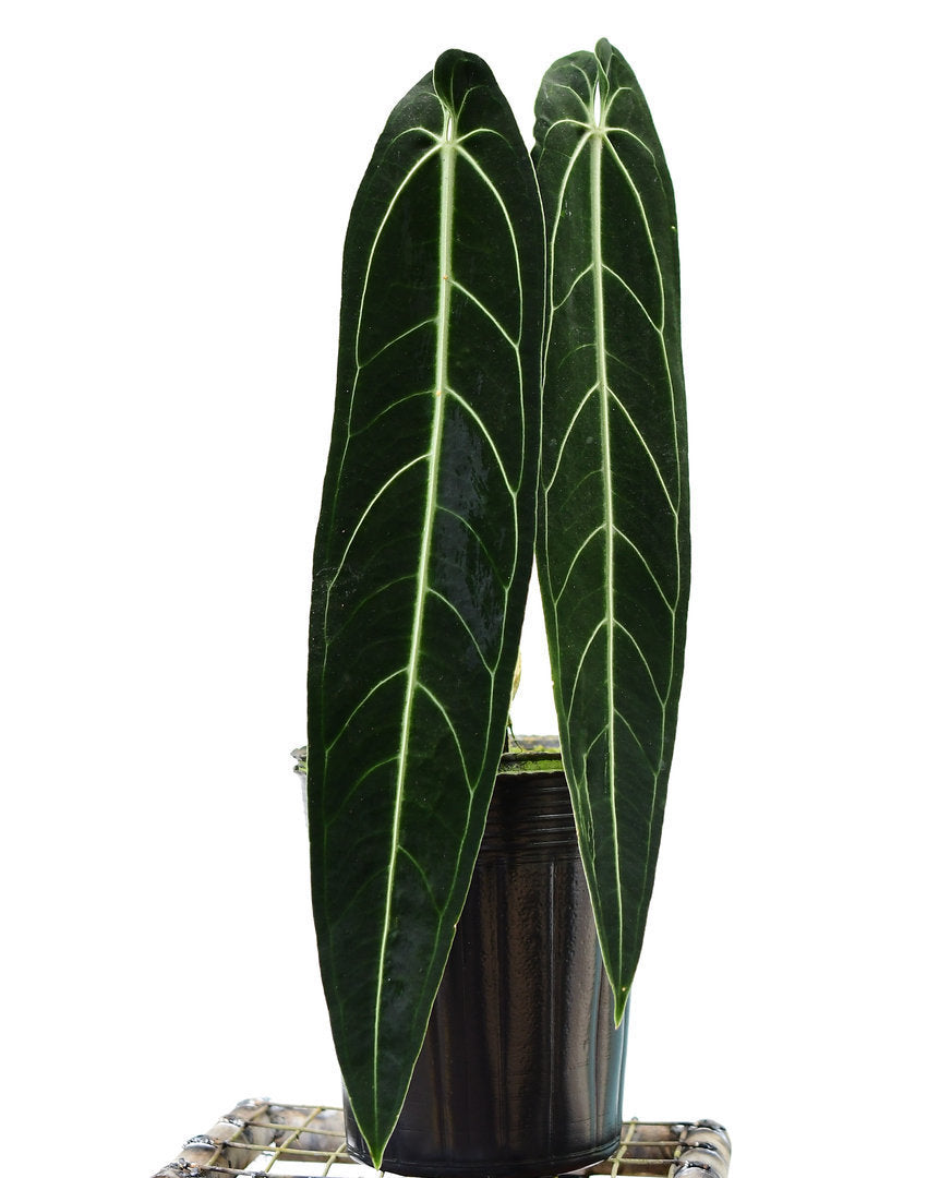 Anthurium Queen / warocqueanum - Rare Anthurium- Live plant- Aloevera Greens