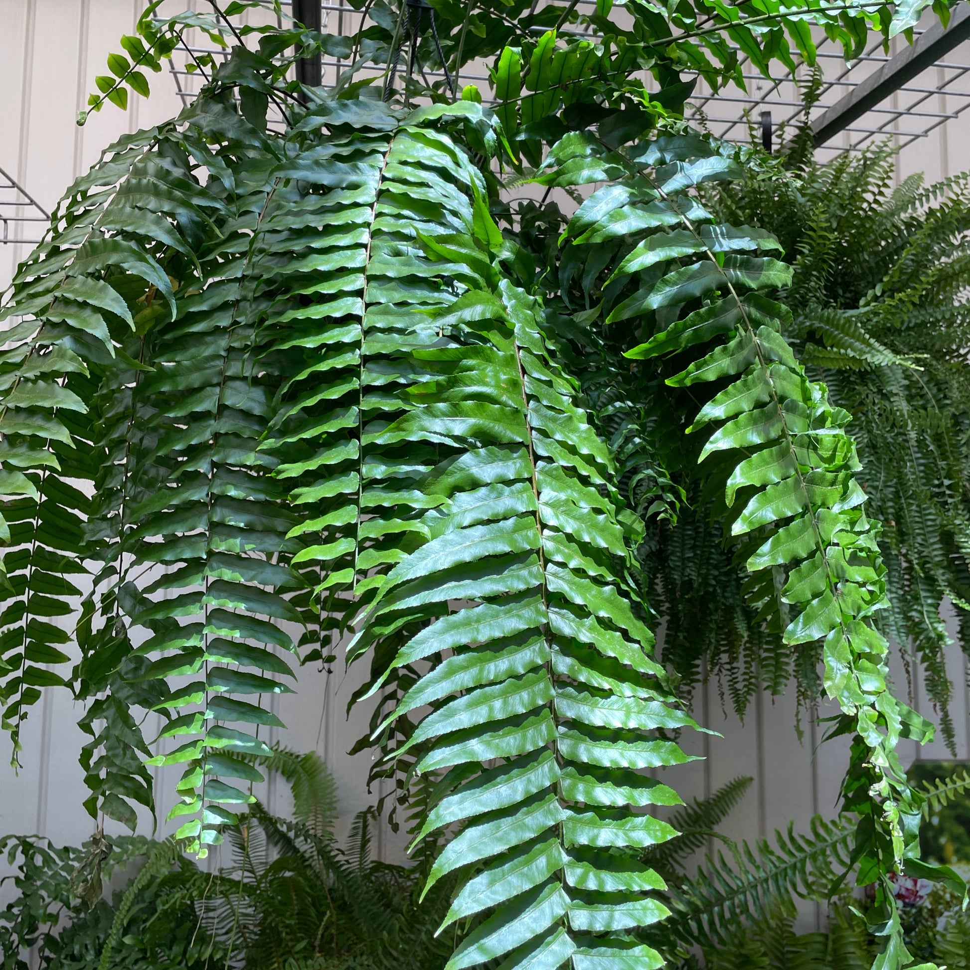 Macho Fern close up leaf detail – healthy nursery plant – Foliages.in