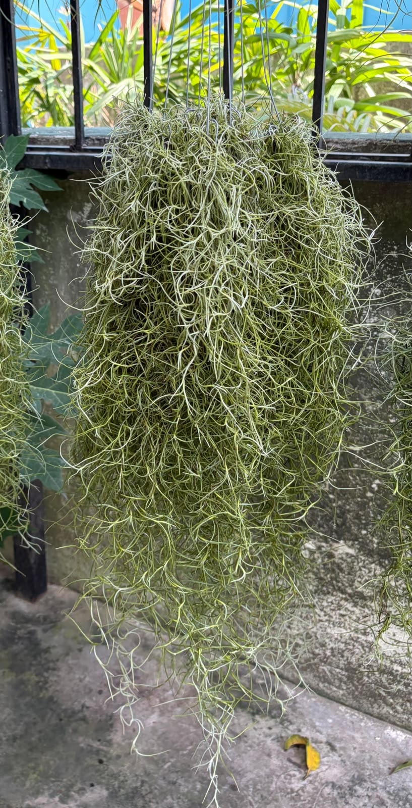 Variegated Spanish Moss Air Plant collector plant – Tillandsia usneoides rare houseplant – Foliages.in