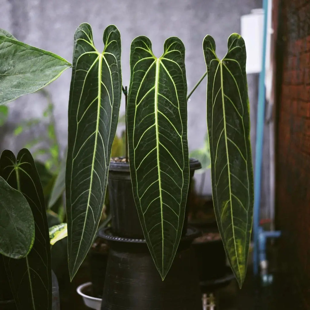 Anthurium Queen / warocqueanum - Rare Anthurium- Live plant- Aloevera Greens