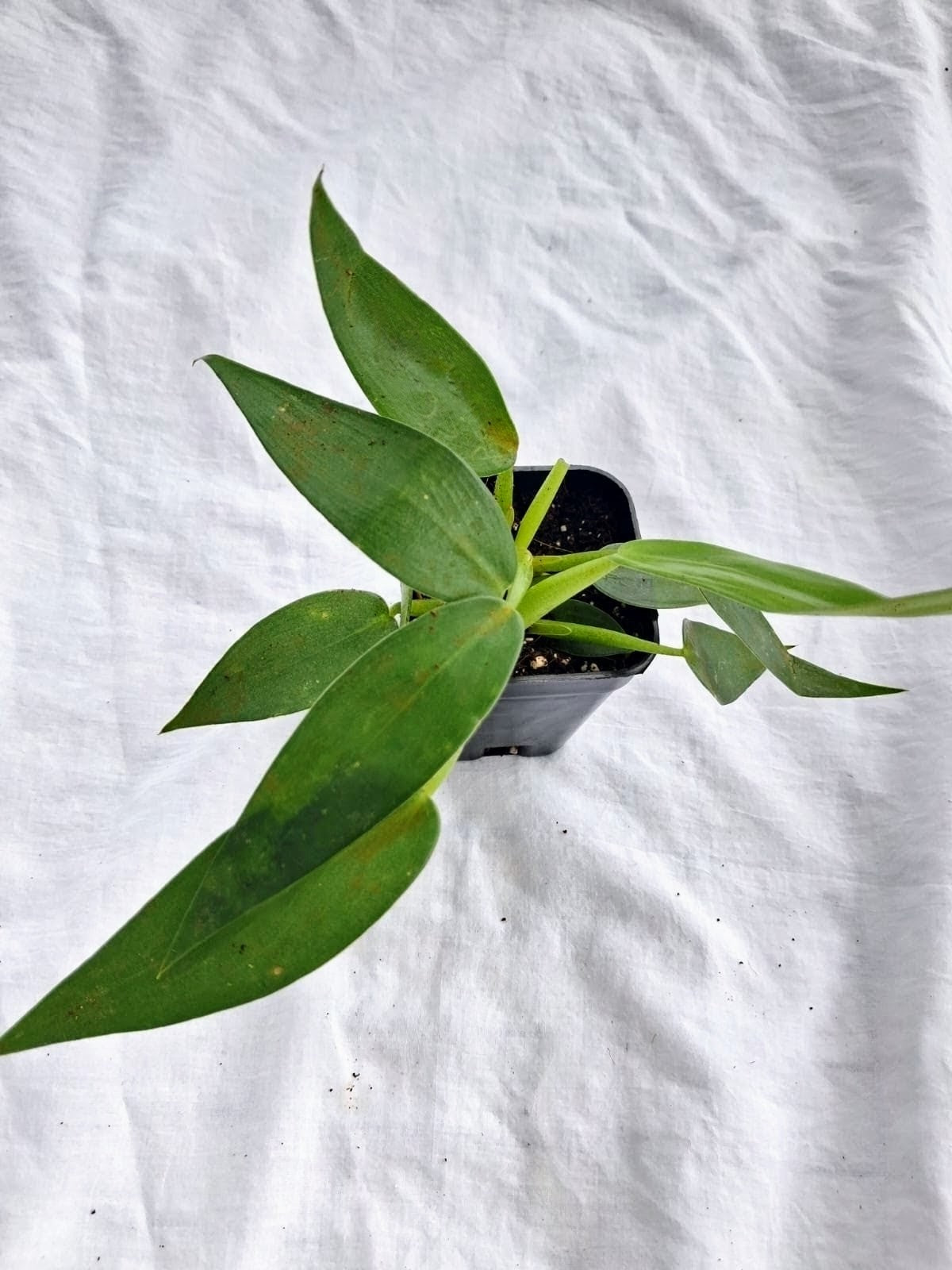 Fat Boy Philodendron Martianum close up leaf detail – healthy nursery plant – Foliages.in