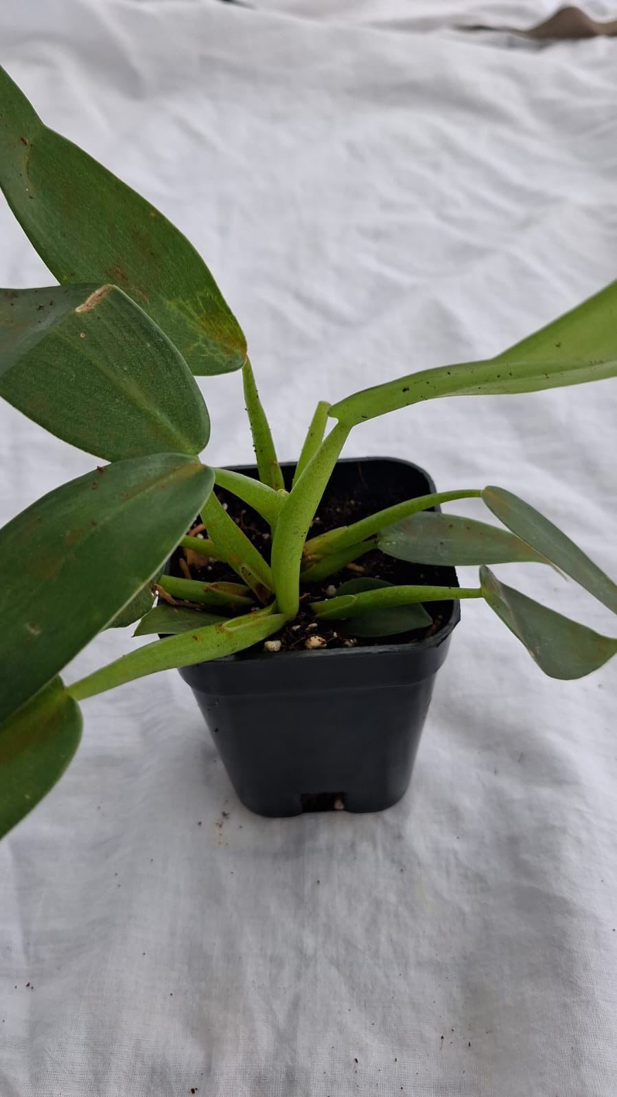 Fat Boy Philodendron Martianum close up leaf detail – healthy nursery plant – Foliages.in