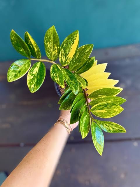 Variegated ZZ Plant stem and leaflets – creamy variegation pattern – low maintenance indoor plant – Foliages.in