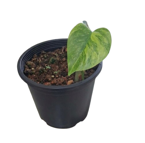 Monstera Deliciosa Aurea - Rare Yellow Variegated Plant - Aloevera Greens