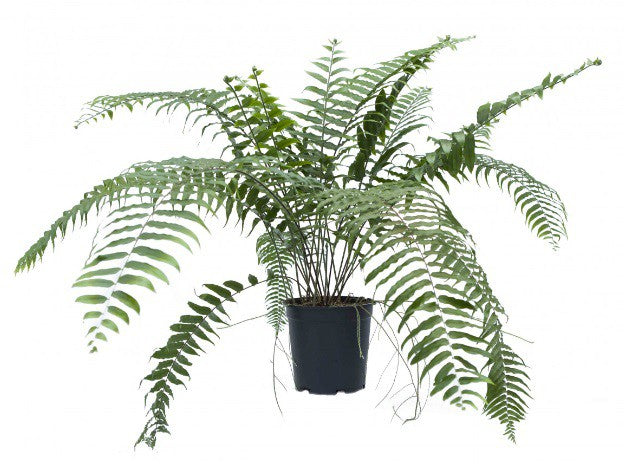 Macho Fern – Lush vibrant green Macho Fern fronds in a jiffy pot – Jiffy Sized