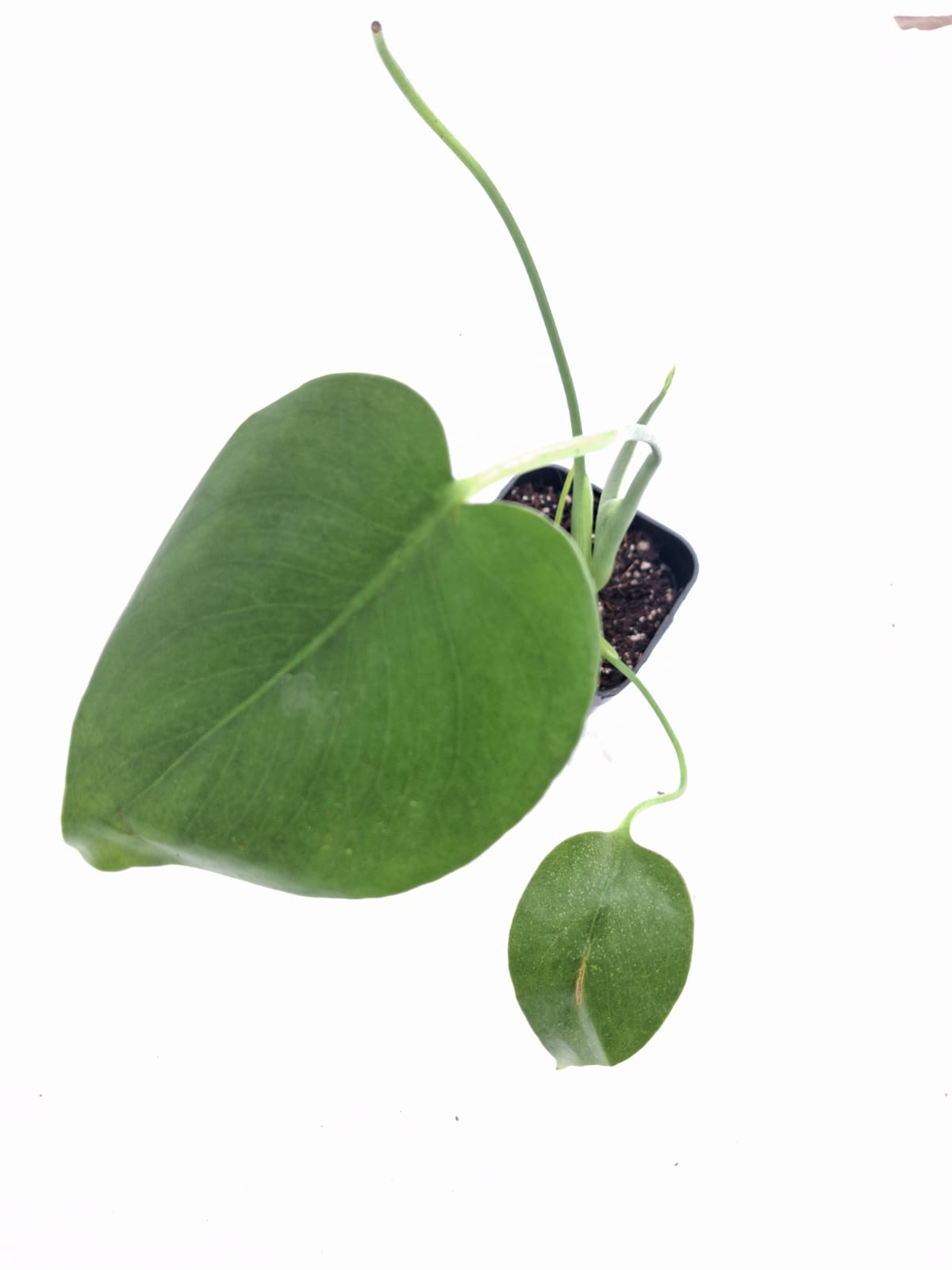 Monstera Deliciosa close up leaf detail – healthy nursery plant – Foliages.in