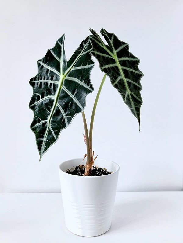 Alocasia Amazonica - Jiffy sized Live Plant - Jiffy sized - Aloevera Greens