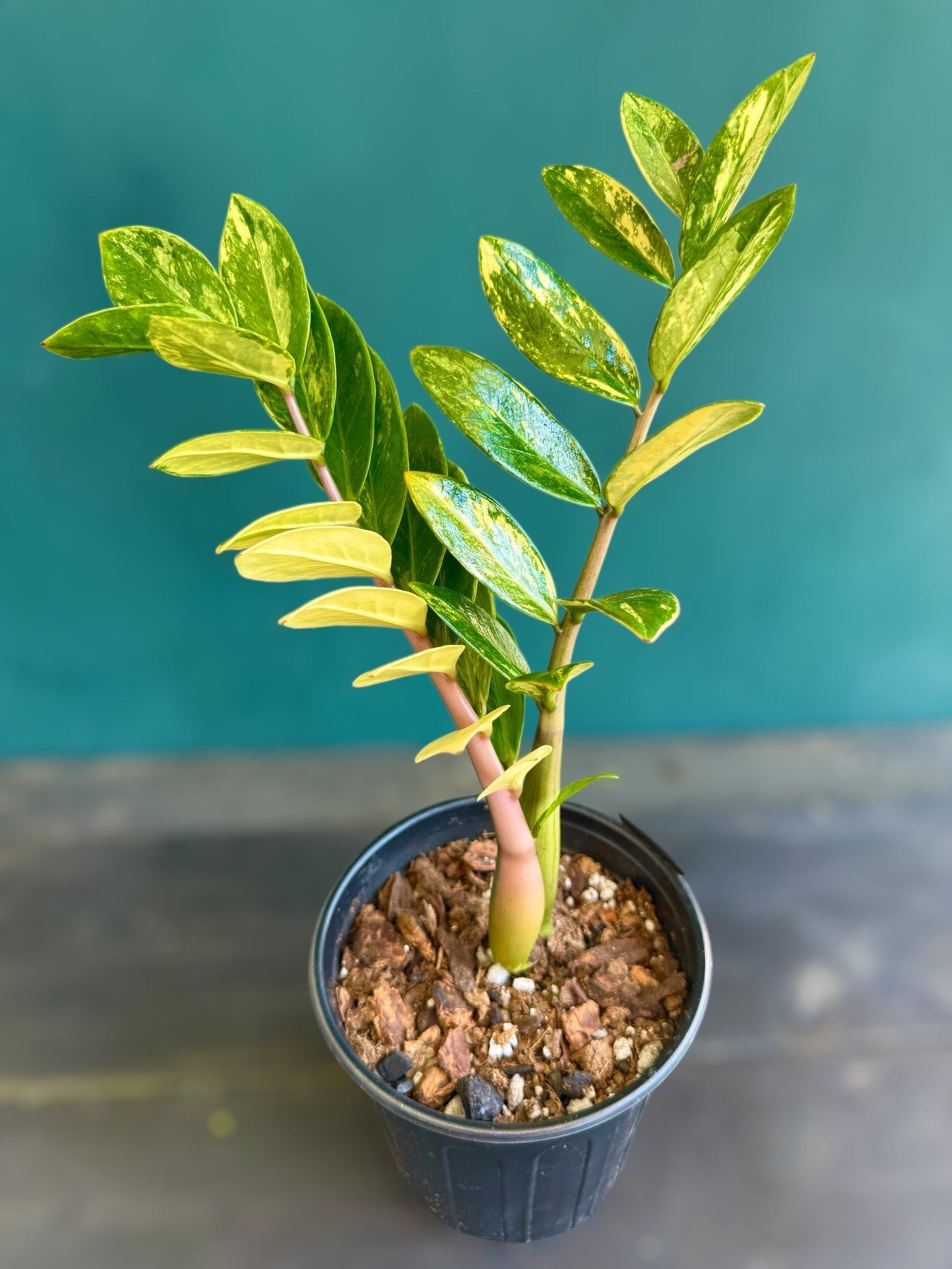 Variegated ZZ Plant potted live specimen – air purifying collector plant – ships pan-India