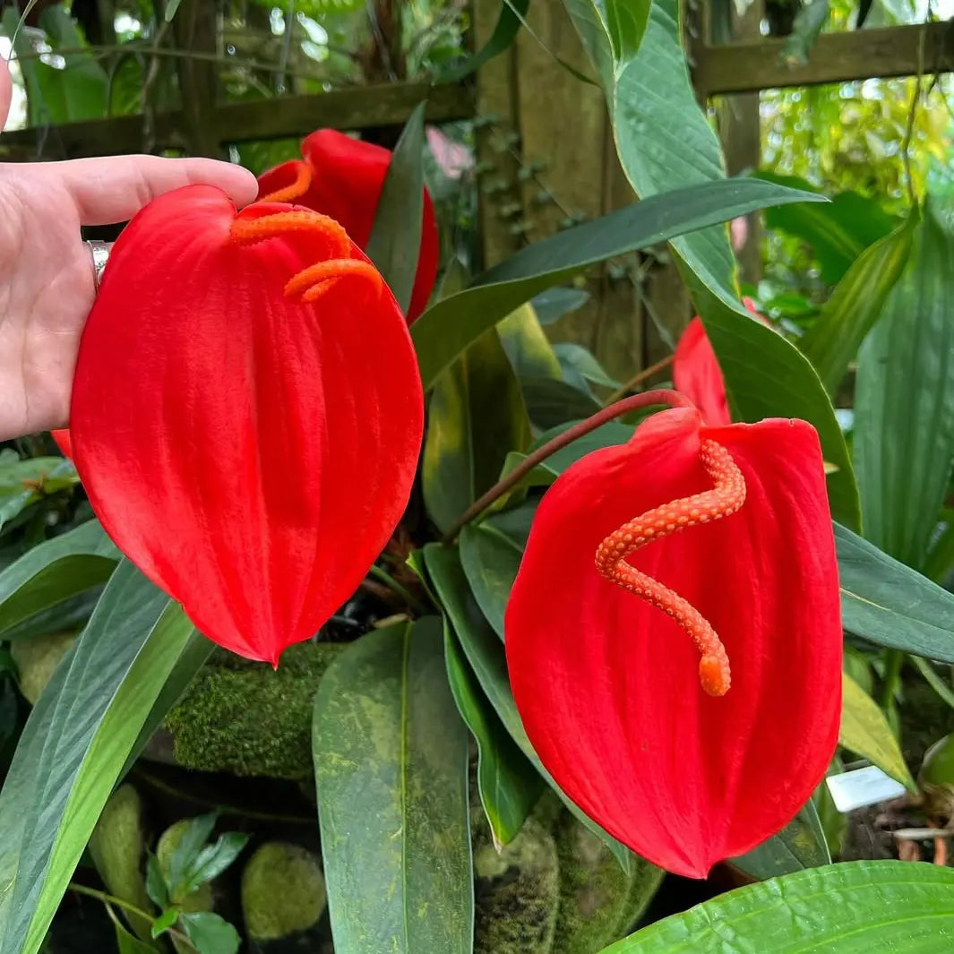 Anthurium Pig Tail curly spadix flowering plant – Aloevera Greens – Foliages India