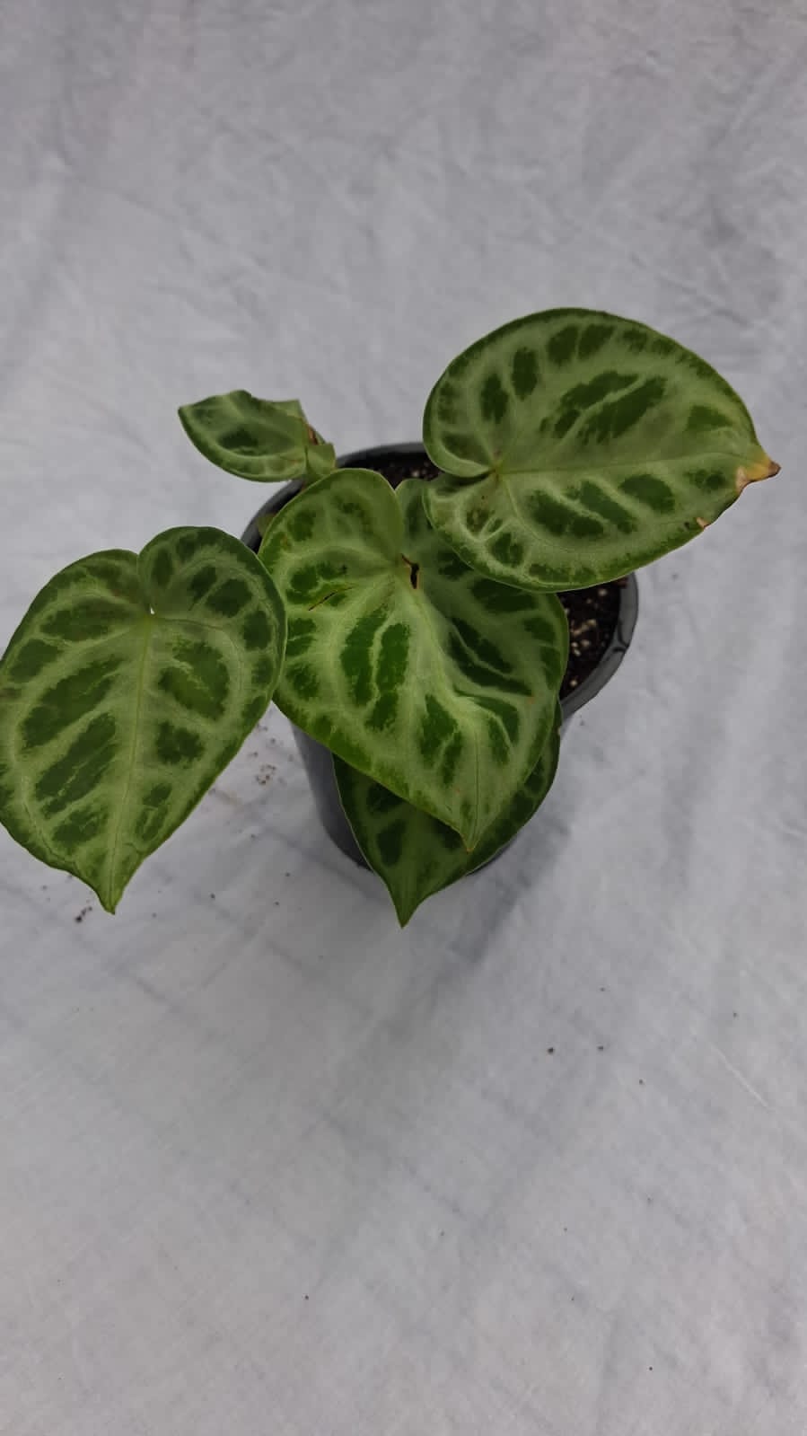 Anthurium Doriaki Silver Hybrid – Unique silver patterned Anthurium leaves – Foliages India