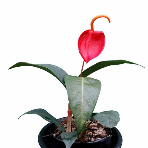 Anthurium Scherzerianum curly flower detail – rare collector indoor aroid – Foliages.in