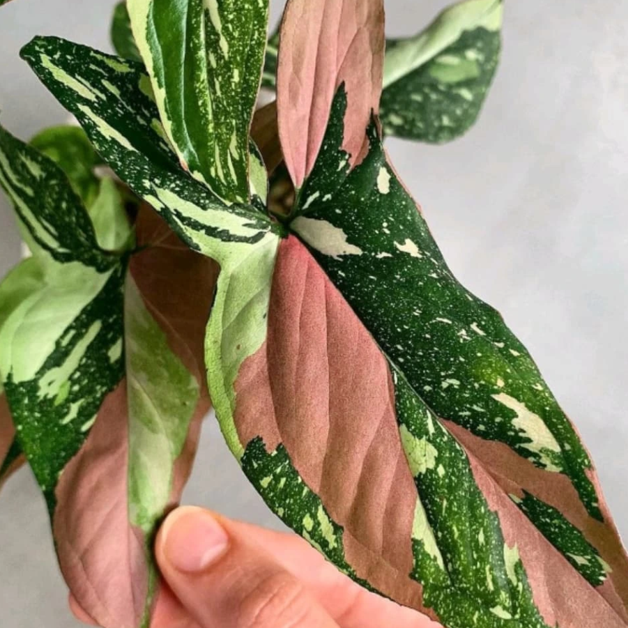 Syngonium Pink Allusion pastel leaf tones – easy care houseplant – Foliages.in