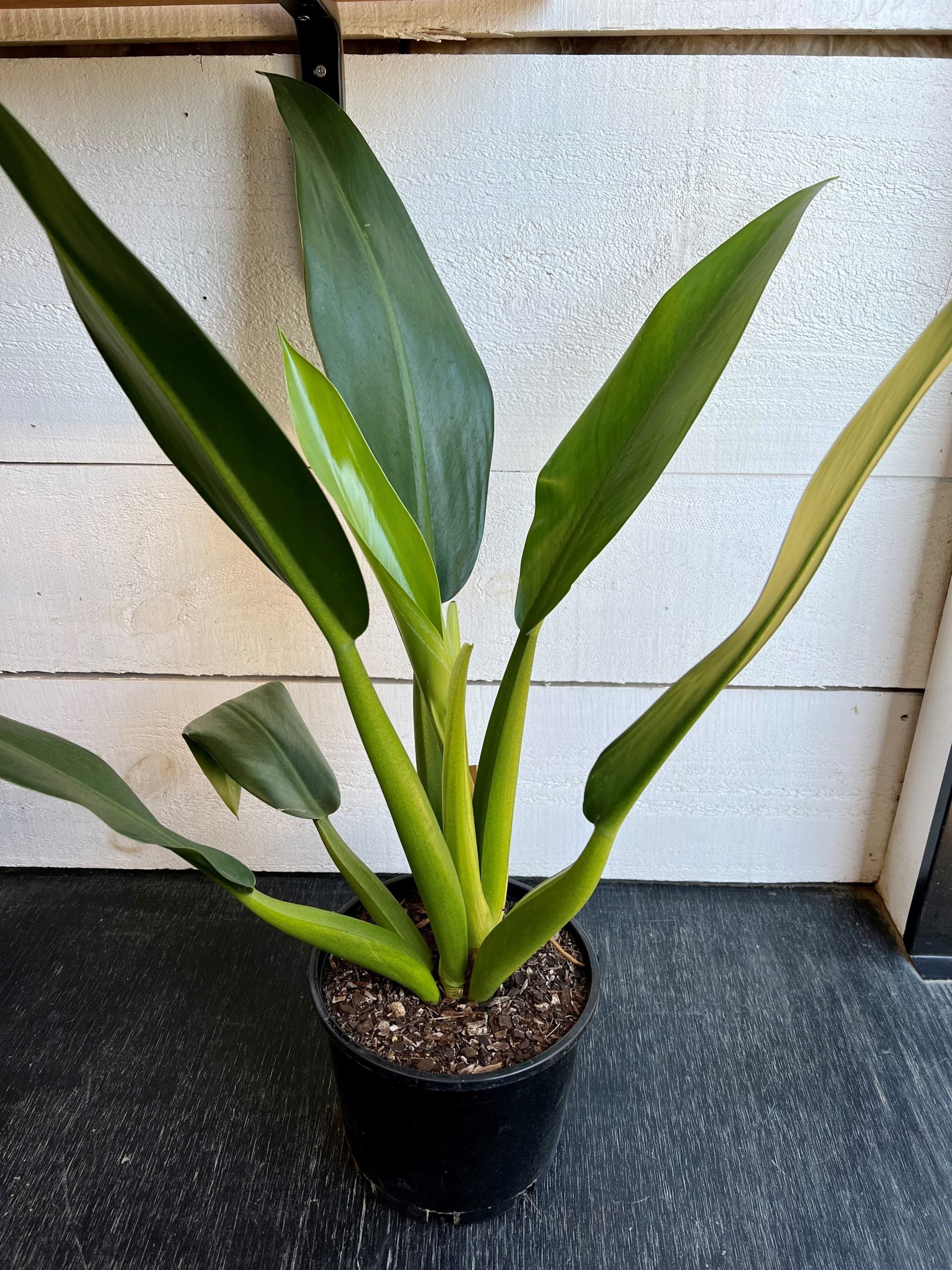Fat Boy Philodendron Martianum – Glossy green leaves with unique swollen petioles – Foliages India