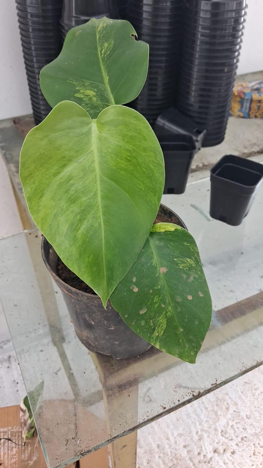 Monstera Deliciosa Aurea - Rare Yellow Variegated Plant - Aloevera Greens