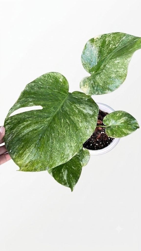 Monstera deliciosa platinum Variegated – Rare Collector's Plant - Aloevera Greens