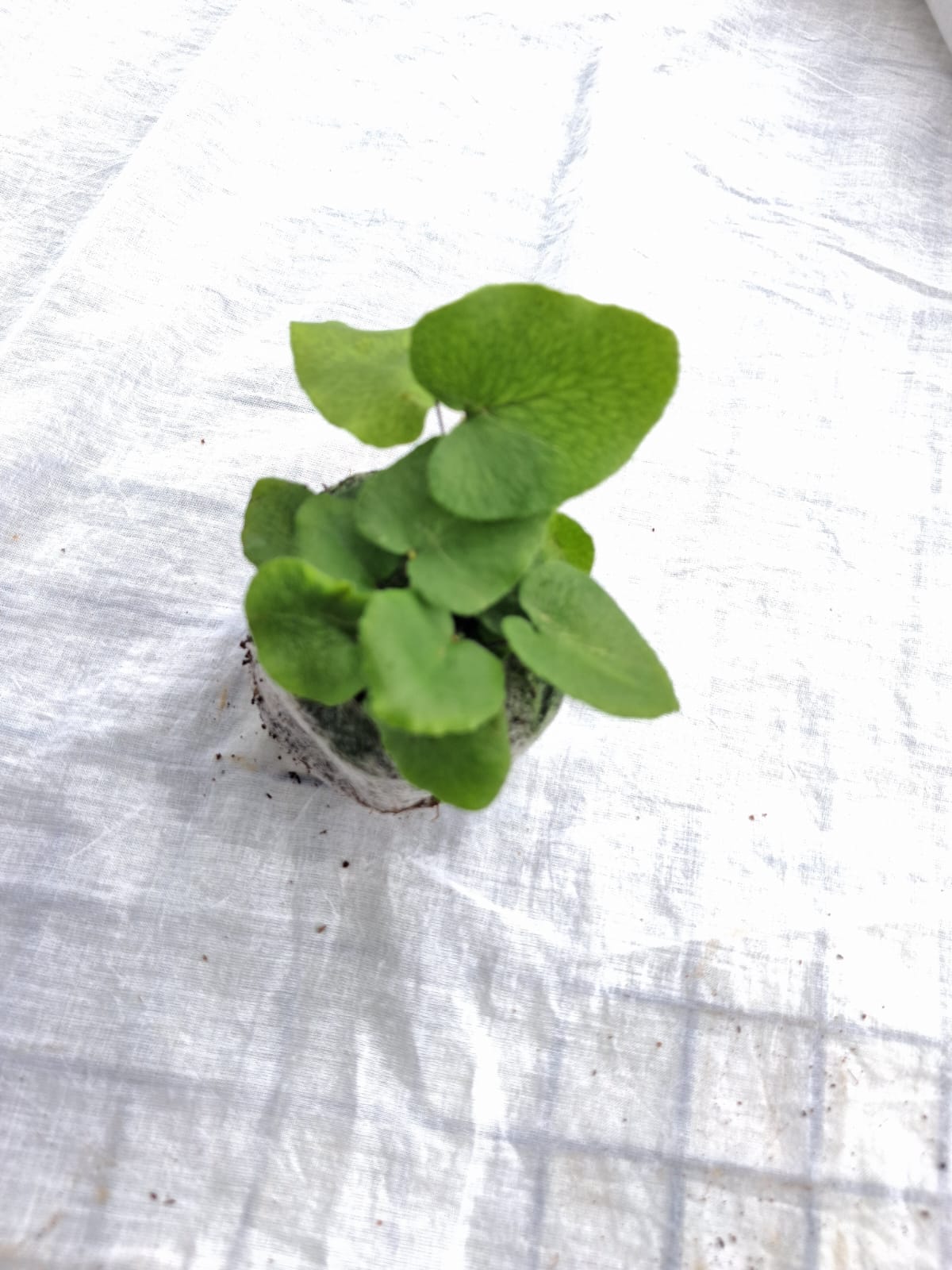 Heart Leaf Fern close up leaf detail – healthy nursery plant – Foliages.in