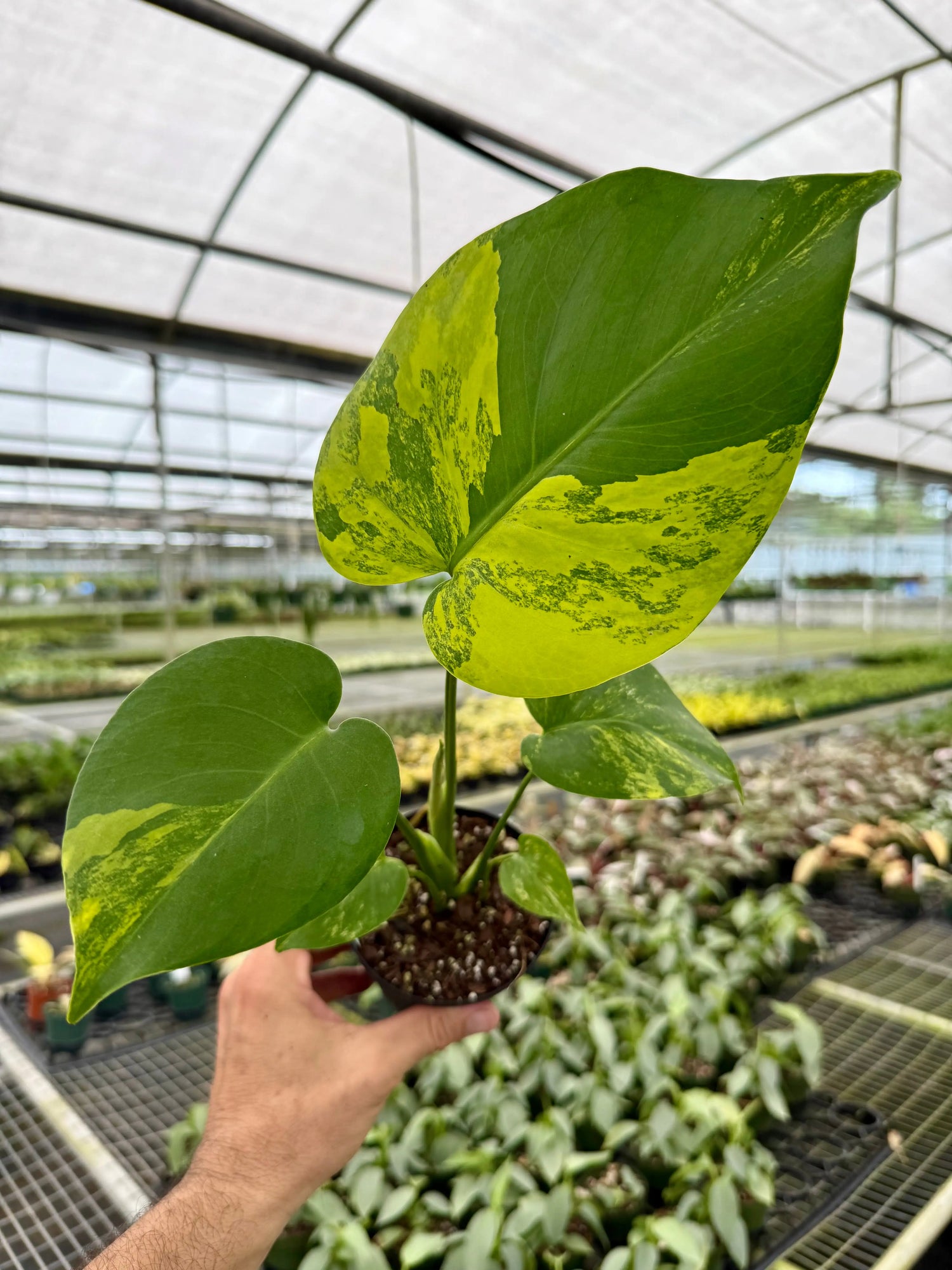 Monstera Deliciosa Aurea - Rare Yellow Variegated Plant - Aloevera Greens