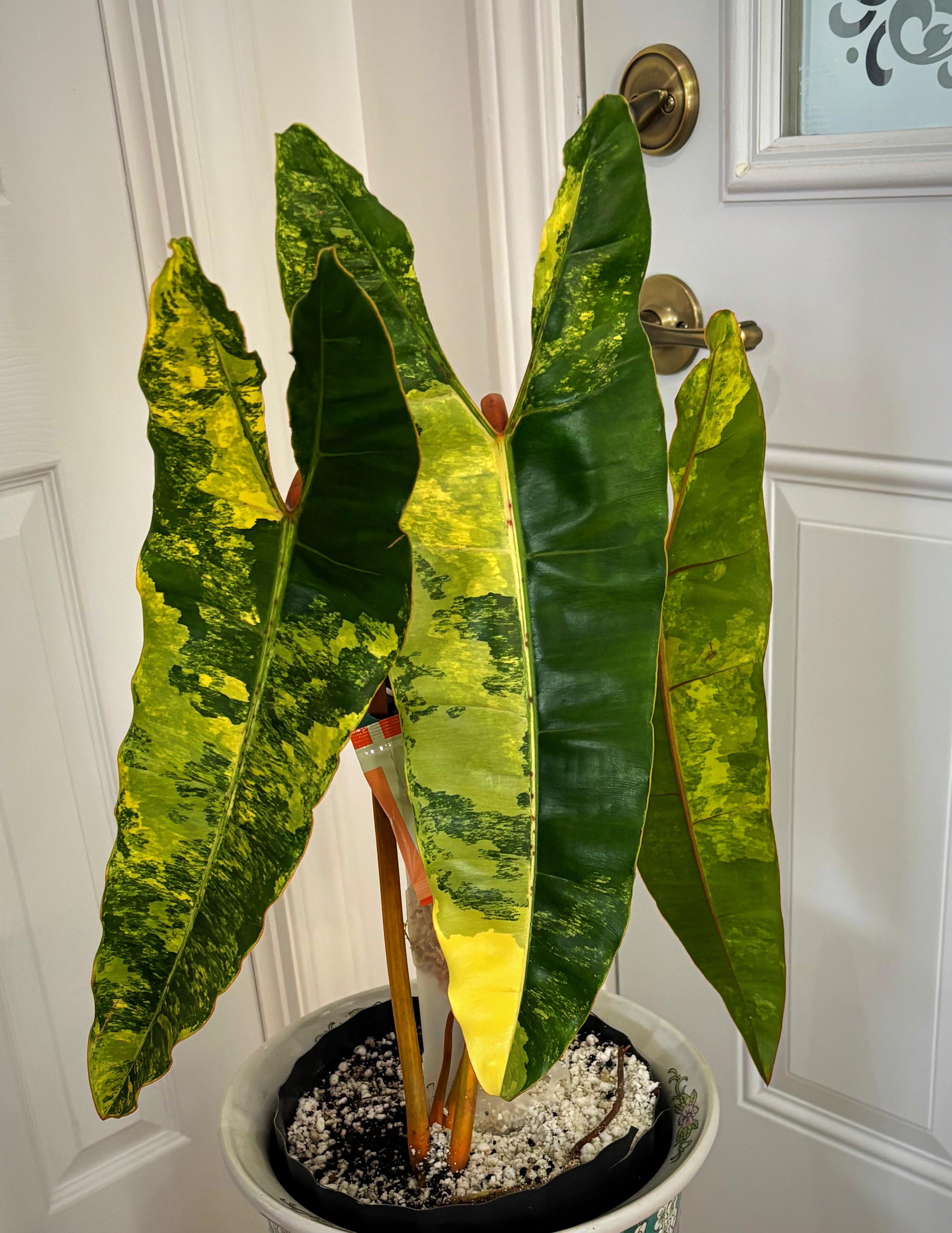 Philodendron Billietiae Variegated foliage – yellow cream splash variegation – live plant – Aloevera Greens
