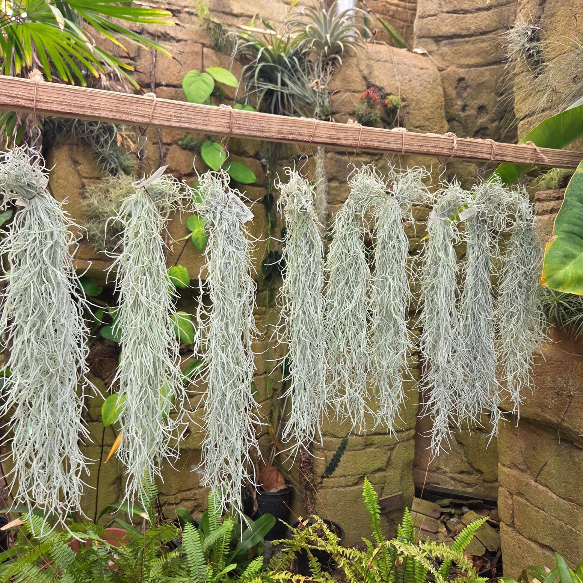 Lush Spanish Moss Air Plant leaves close-up – Natural Hanging Décor variegated foliage – buy online India