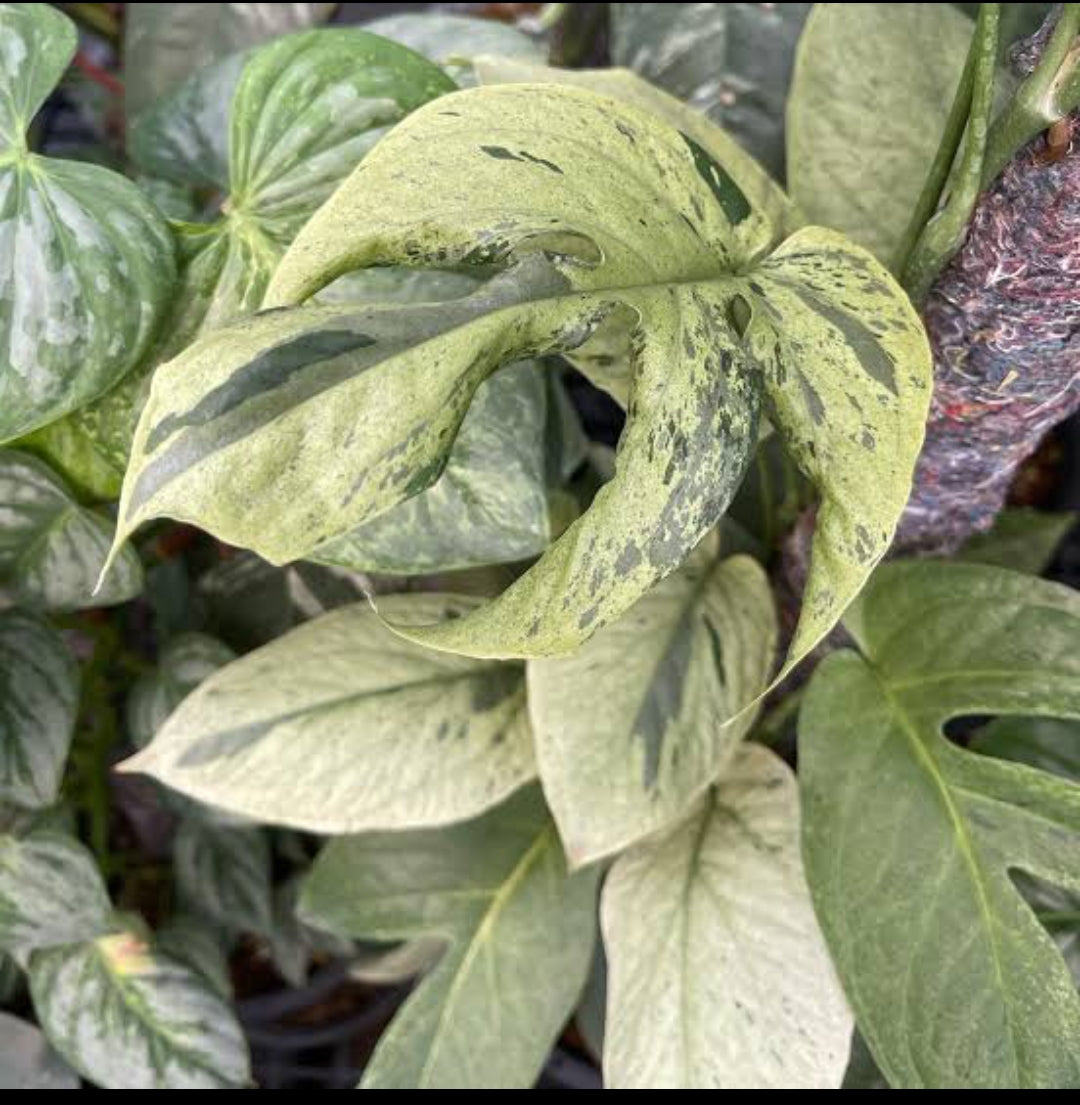 Philodendron Amydrium Mint varigated