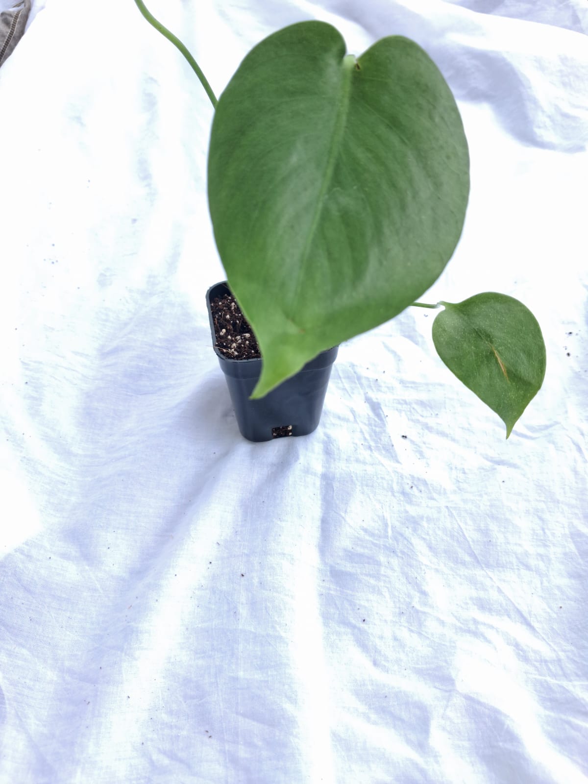 Monstera Deliciosa close up leaf detail – healthy nursery plant – Foliages.in
