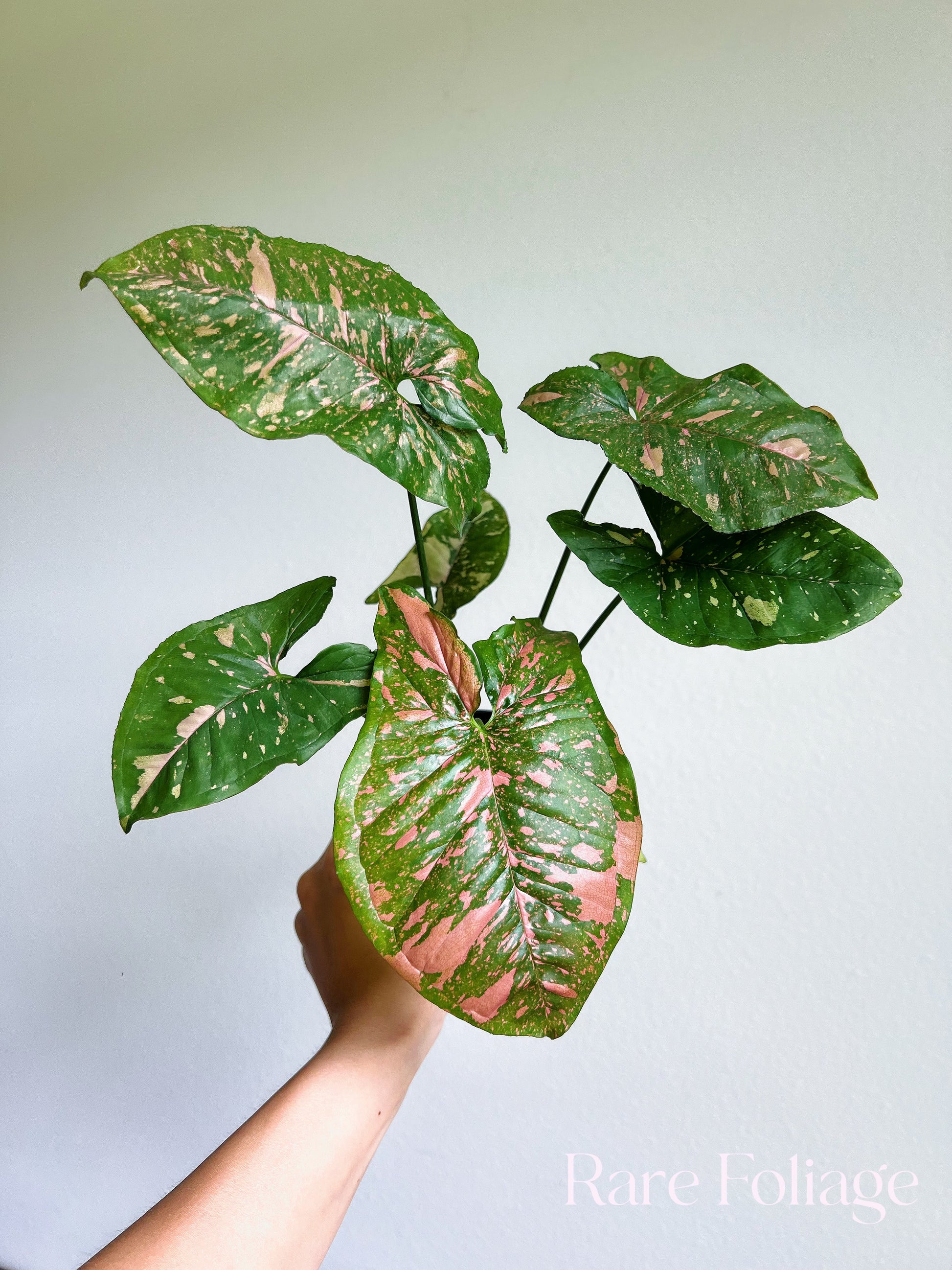 Syngonium Grey Ghost silvery foliage – rare collector arrowhead vine – Foliages India