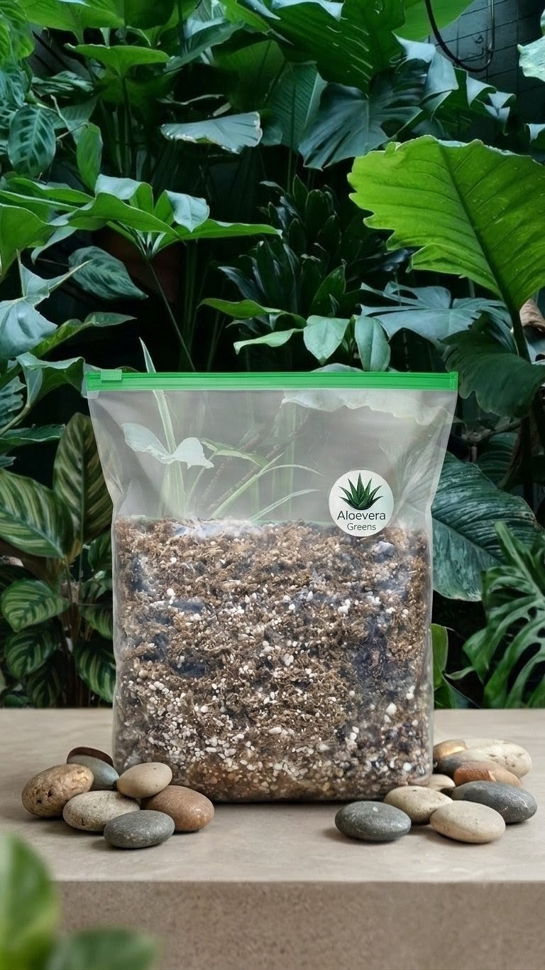 Sphagnum moss and perlite potting mix for aroid propagation – Aloevera Greens – Foliages India