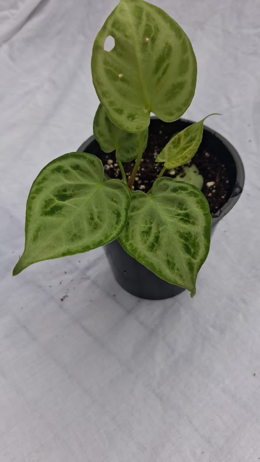 Anthurium Dorayaki Super Silver close up leaf detail – healthy nursery plant – Foliages.in